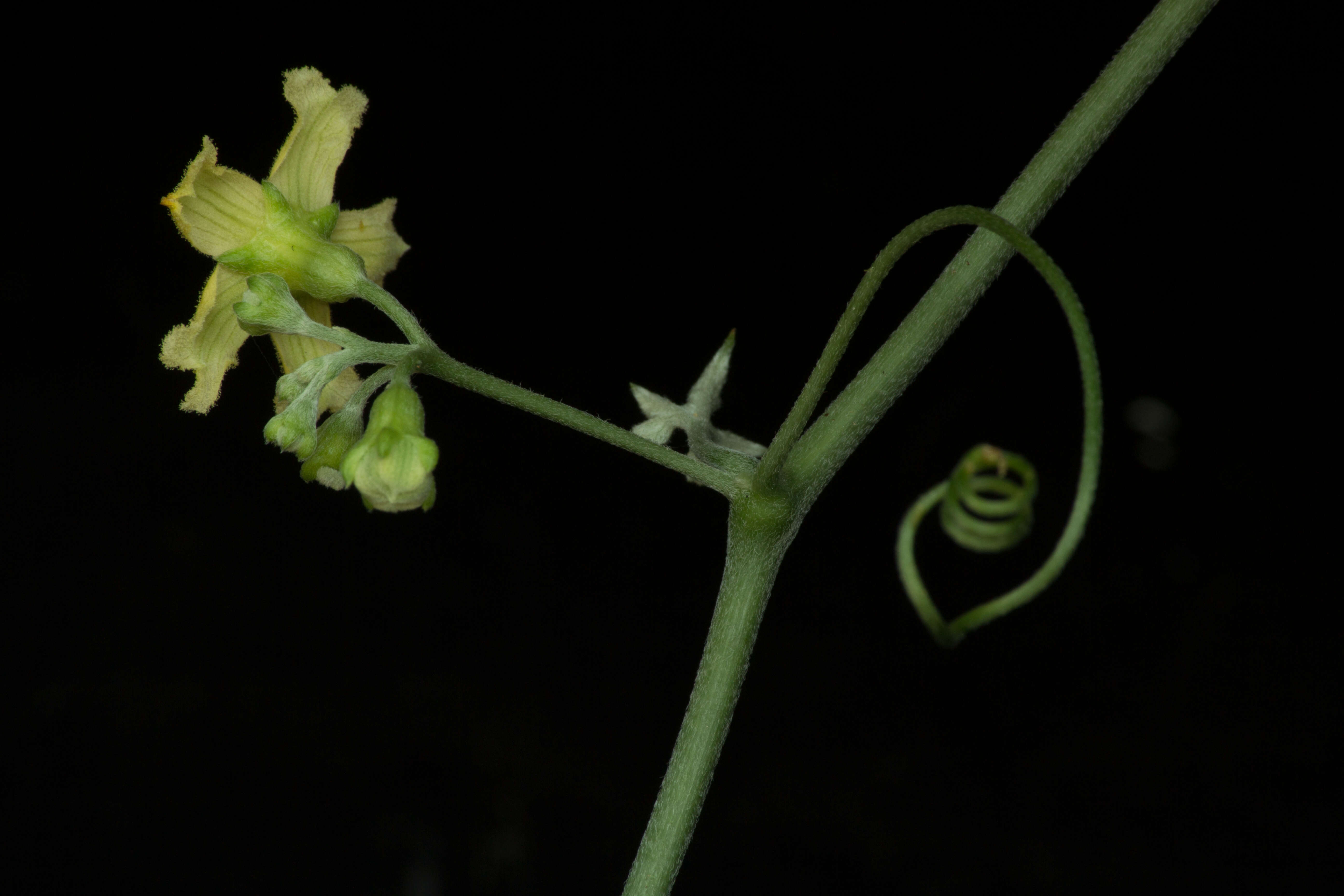 Image of Ibervillea hypoleuca (Standl.) C. Jeffrey