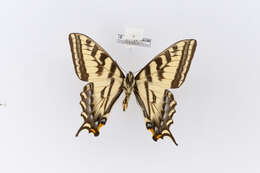 Image of Western Tiger Swallowtail