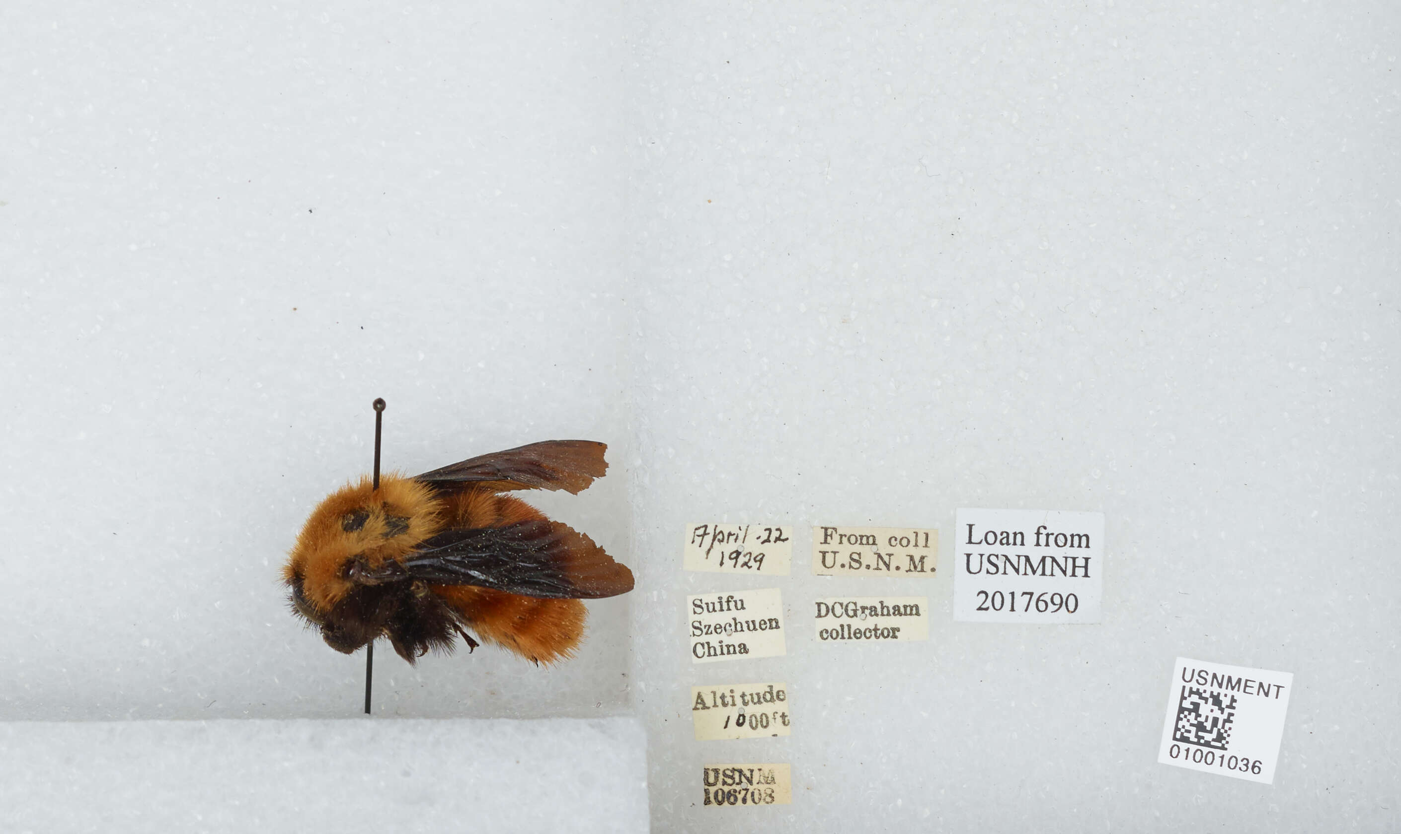 Image of Bombus atripes Smith 1852