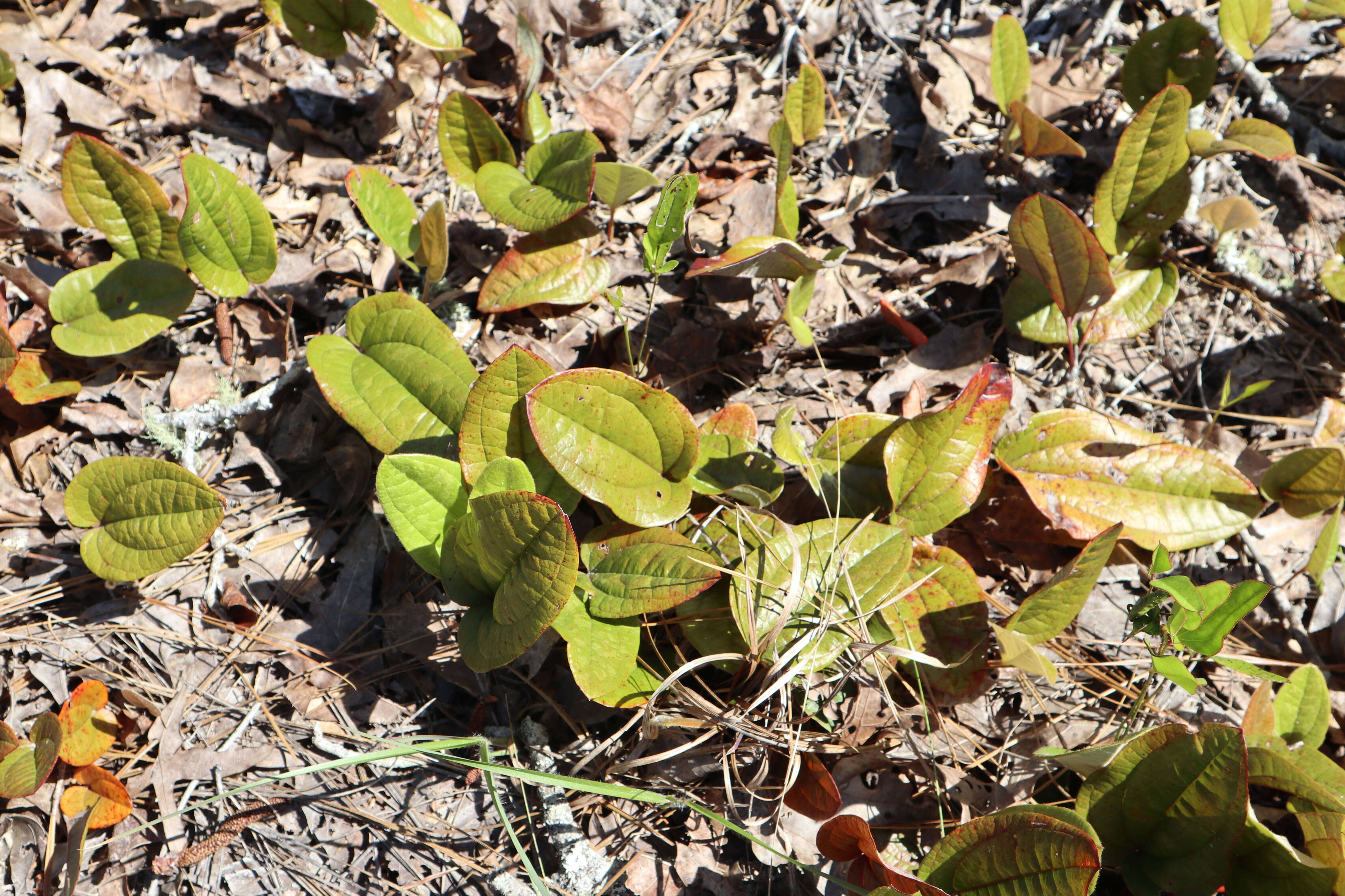 Smilax pumila Walter resmi