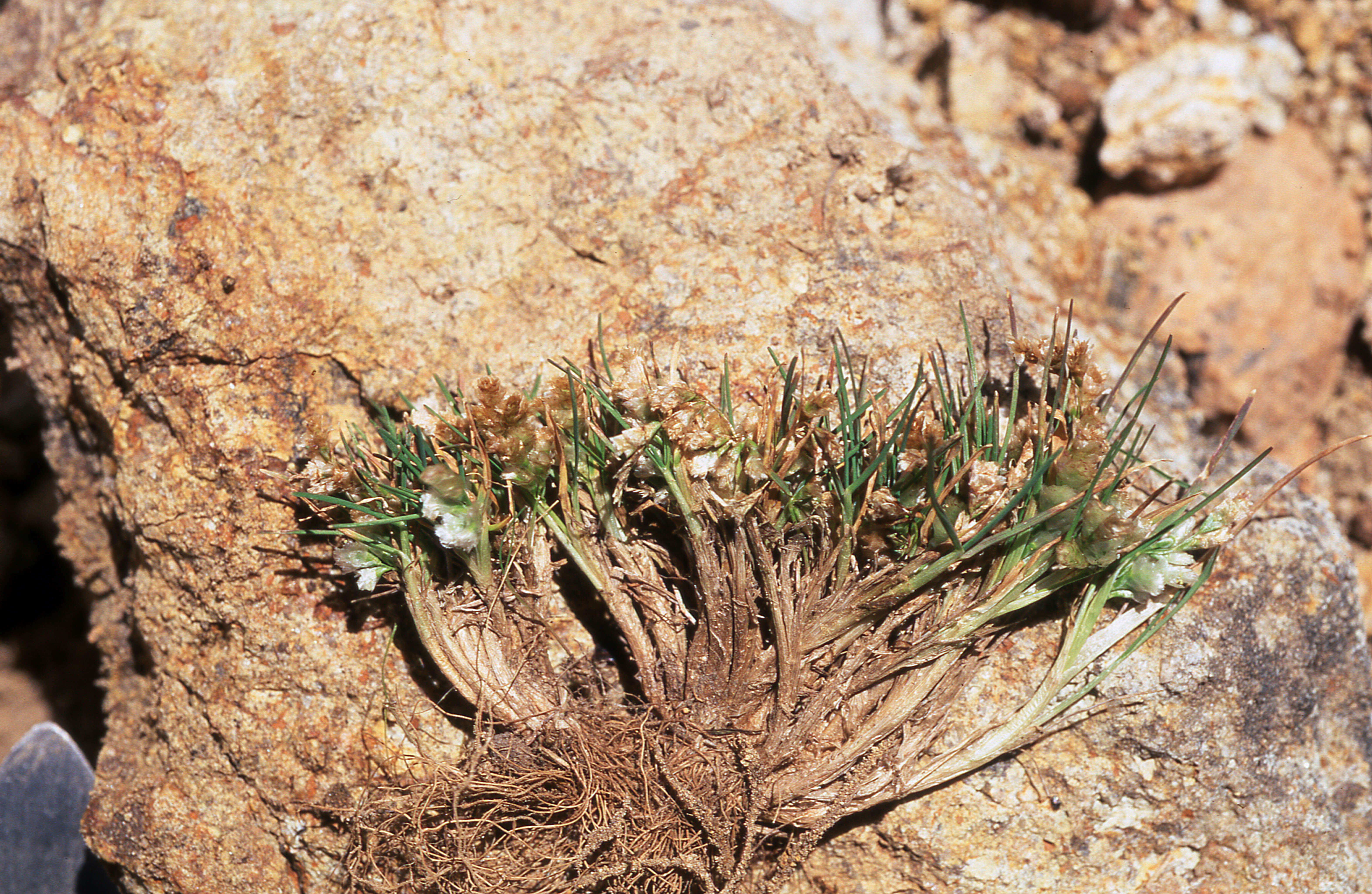 Image of Poa lepidula (Nees & Meyen) Soreng & L. J. Gillespie