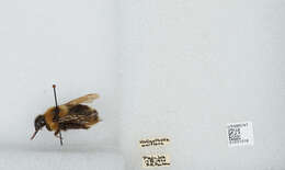 Image of Suckley Cuckoo Bumble Bee