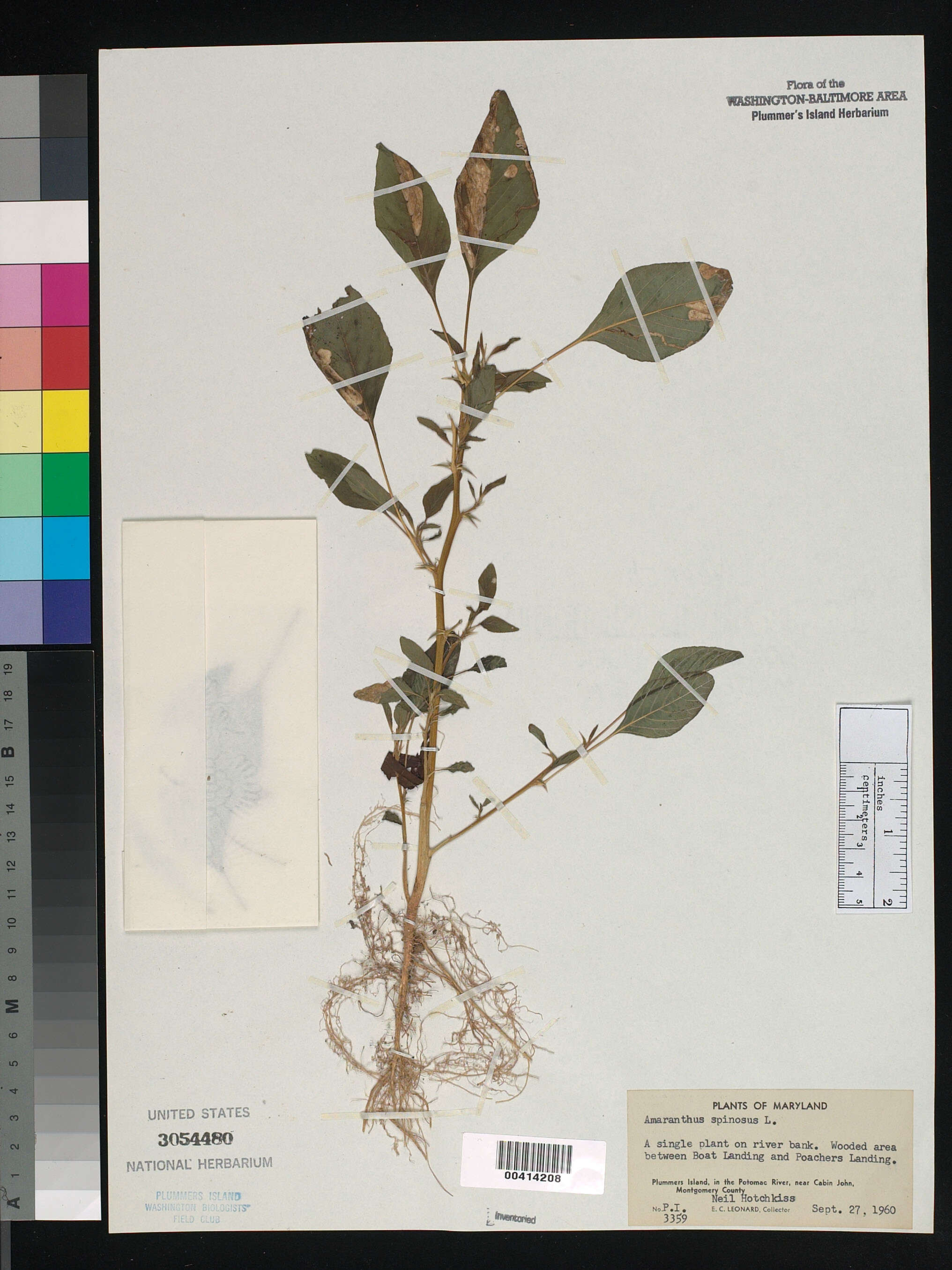 Image of Thorny pigweed