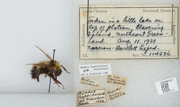 Image of High Arctic Bumble Bee