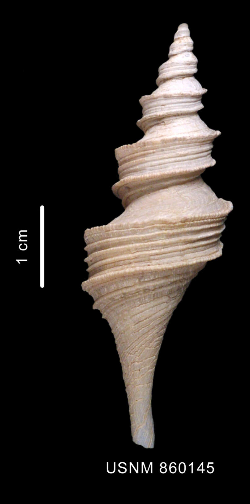 Plancia ëd Aforia multispiralis Dell 1990