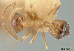 Crematogaster perthensis Crawley 1922 resmi