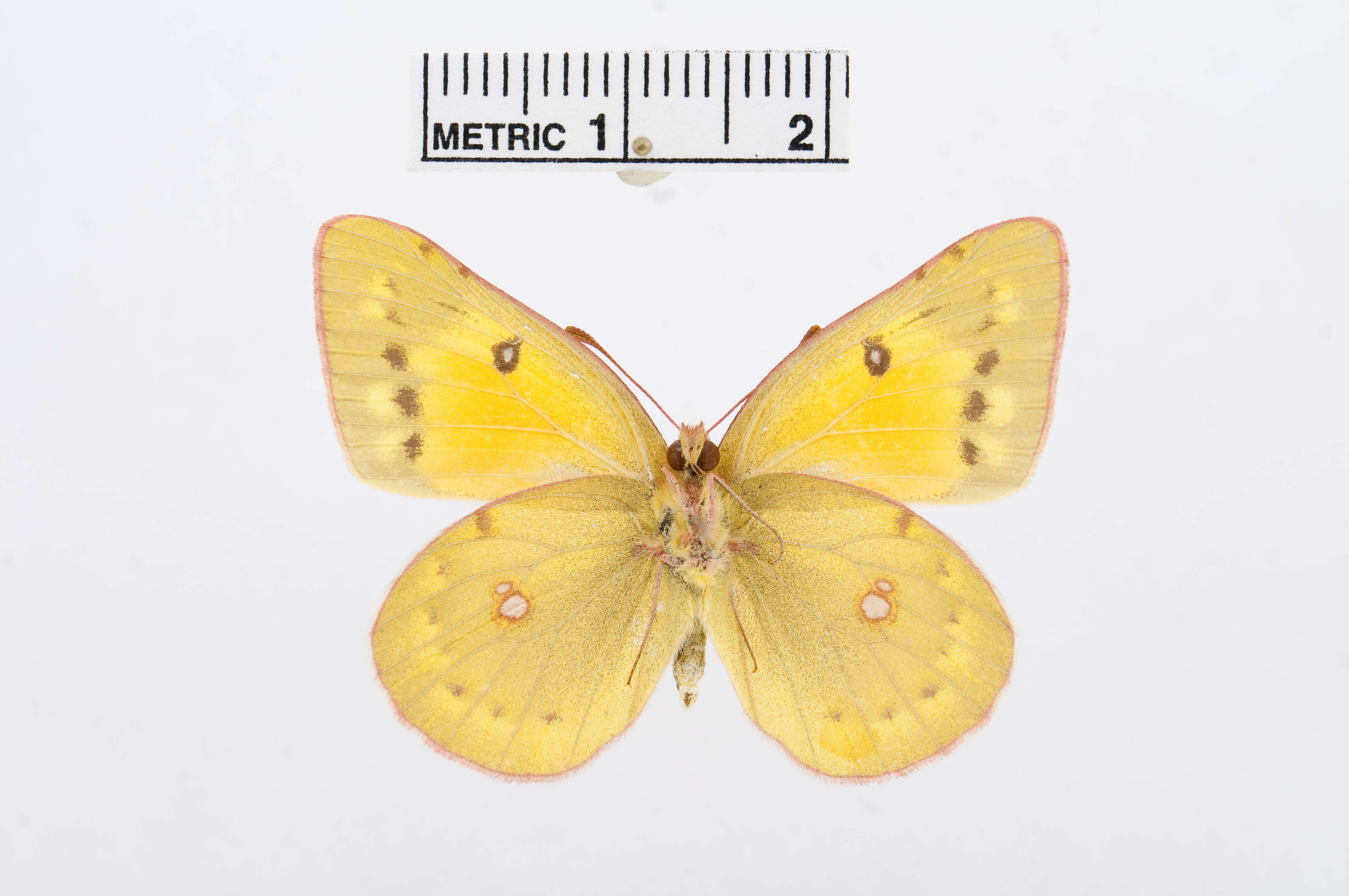 Image of Colias romanovi Grum-Grshimailo 1885