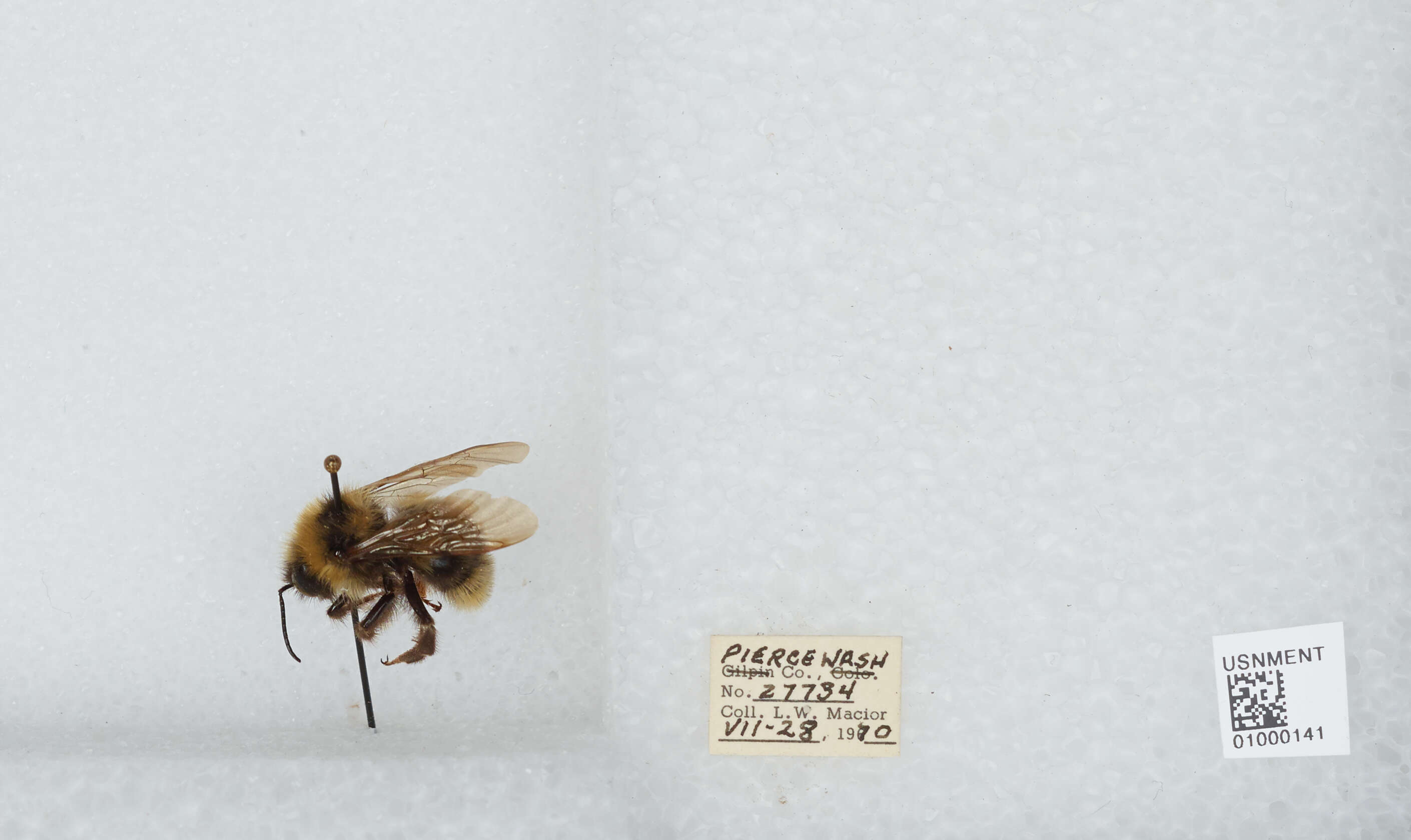 Image de Bombus insularis (Smith 1861)