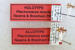 Image of Plectromerus morrisi Nearns & Branham 2008