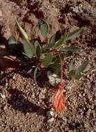 Oenothera macrocarpa subsp. incana (A. Gray) W. L. Wagner resmi