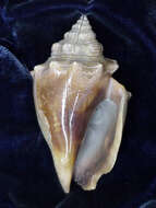 Image of Florida fighting conch