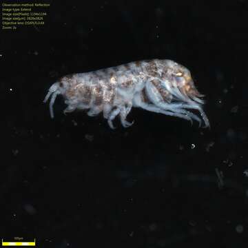 Image of Amphipoda