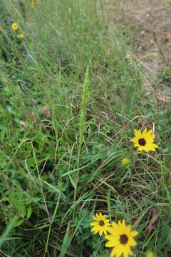 Plancia ëd Sacciolepis striata (L.) Nash