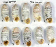 Image of Cerion uva knipensis H. B. Baker 1924