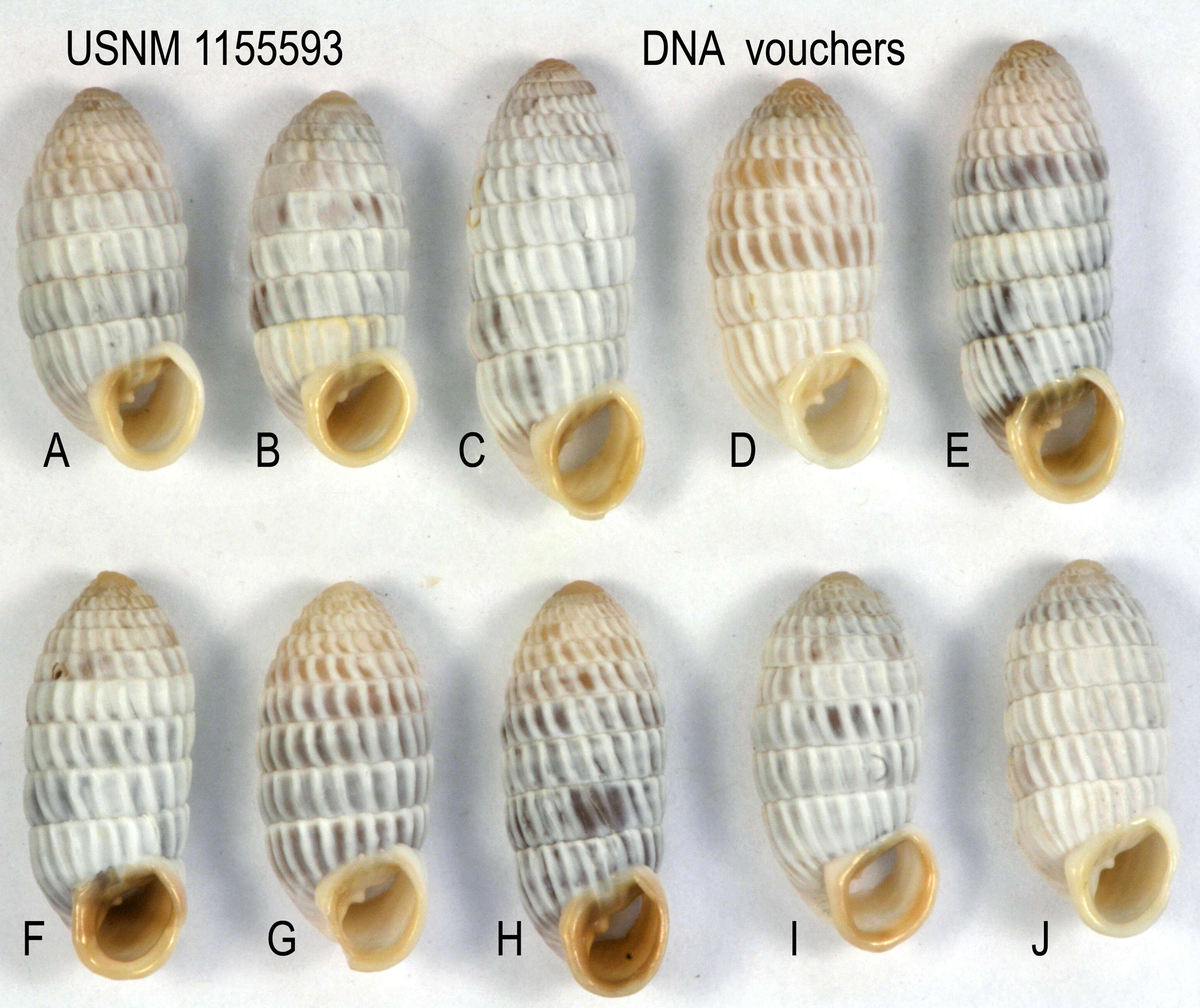 Image of Cerion uva knipensis H. B. Baker 1924