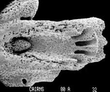 Image of Stylaster densicaulis Moseley 1879