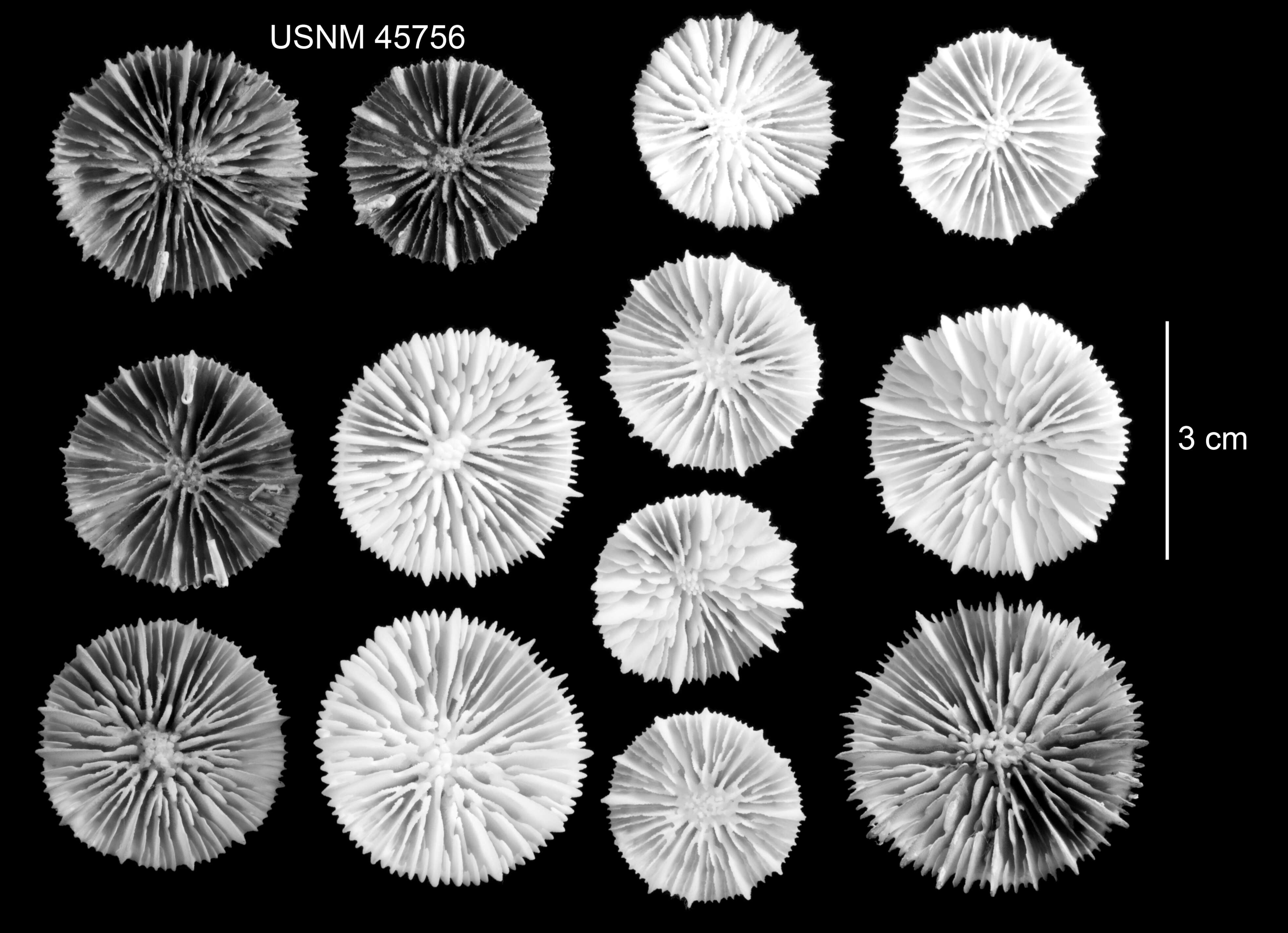 Image of Stephanocyathus (Stephanocyathus) paliferus Cairns 1977