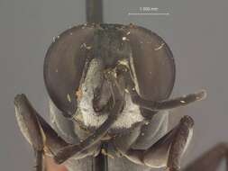 Image of Crabronid wasp