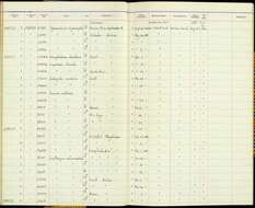 Sublegatus modestus (Wied-Neuwied 1831)的圖片