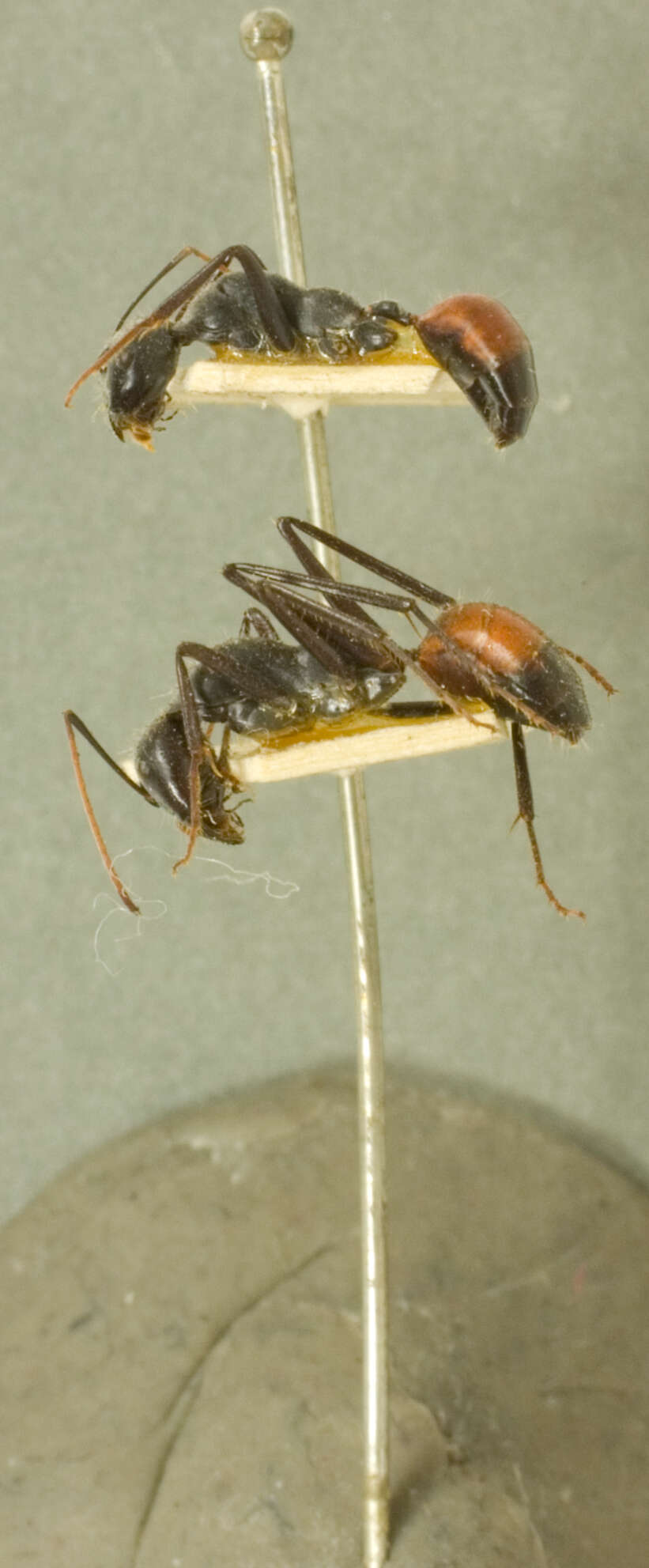 Image of Camponotus versicolor Clark 1930