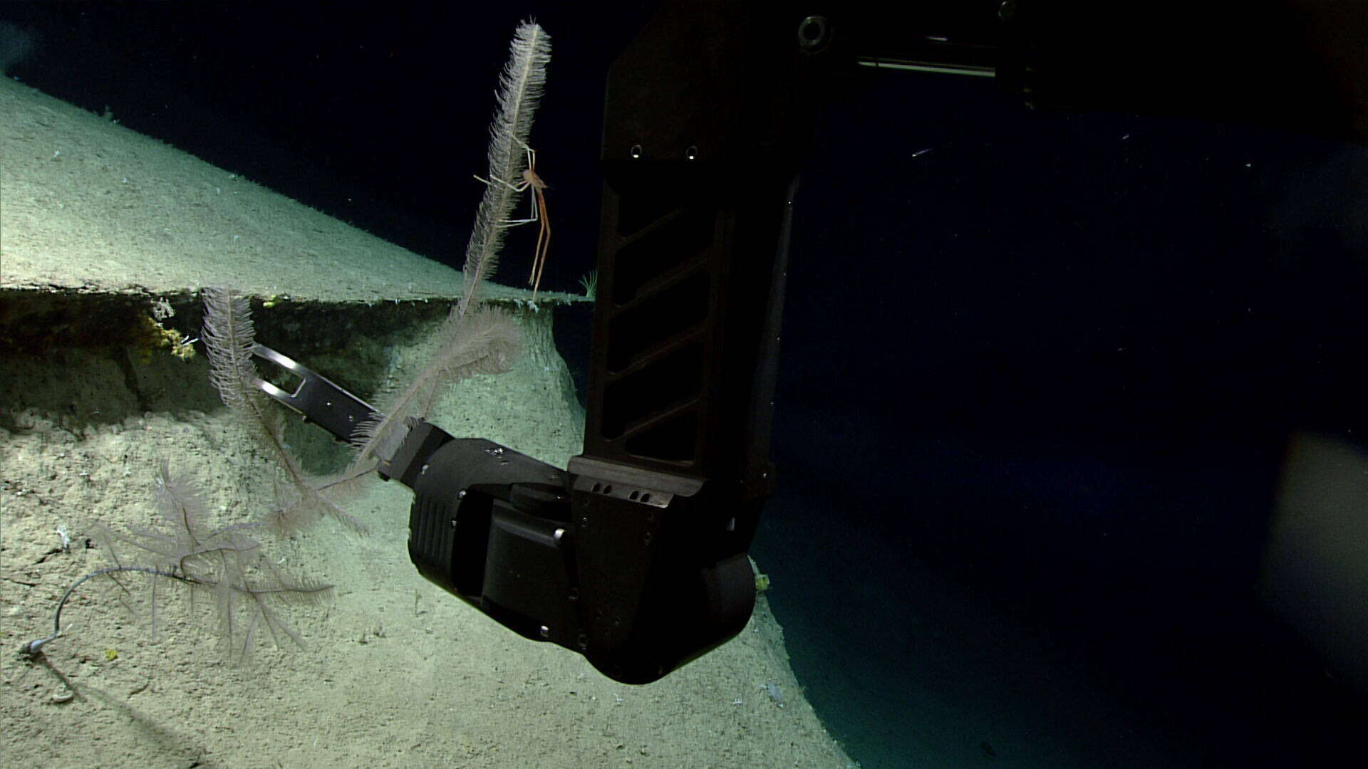 Image of Four-stick Black Coral