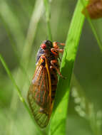 Image of Decim Periodical Cicada