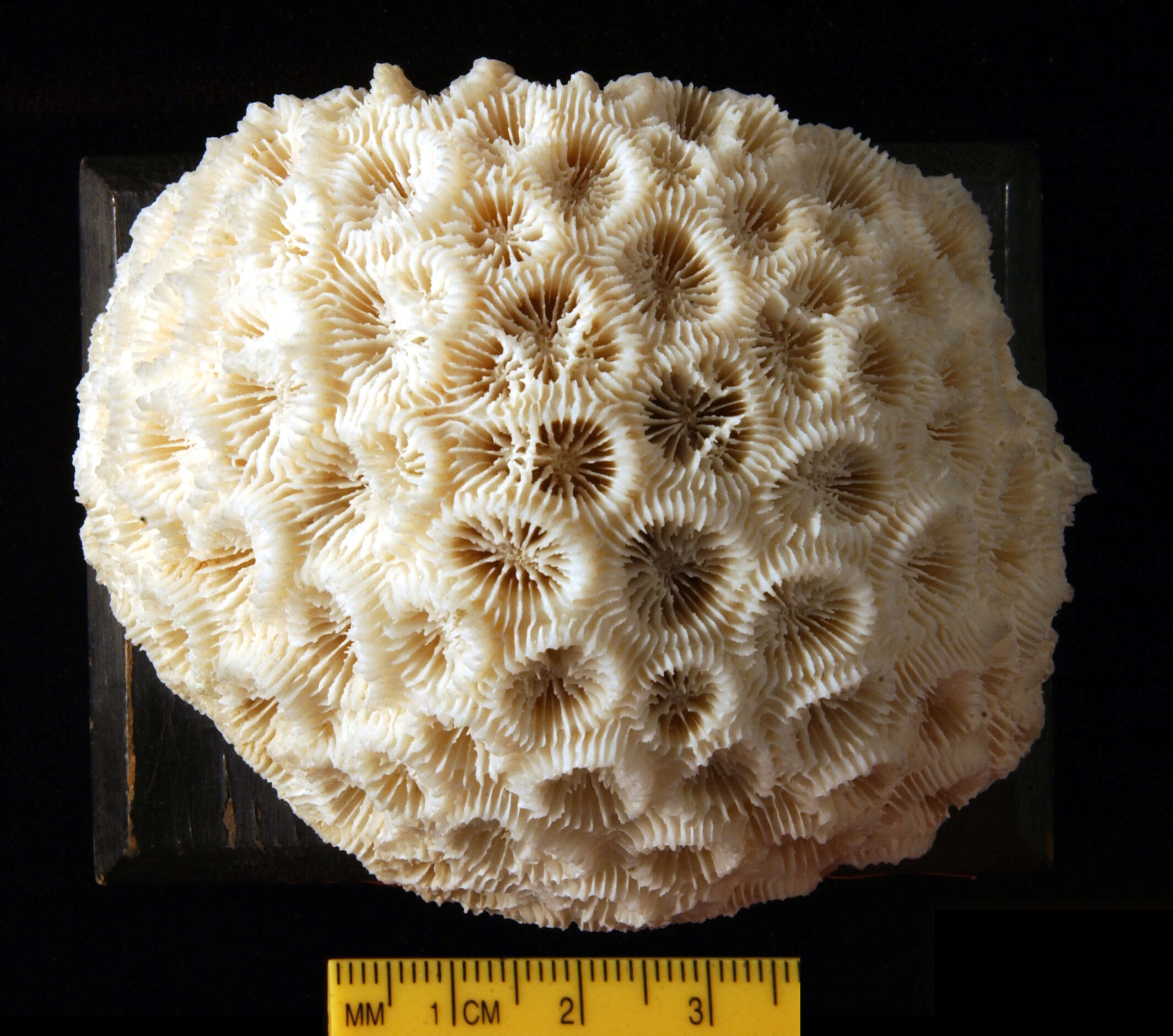 Image of Knob Coral