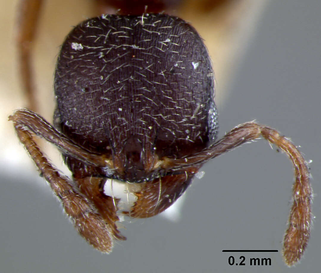 Image of Oxyopomyrmex santschii Forel 1904