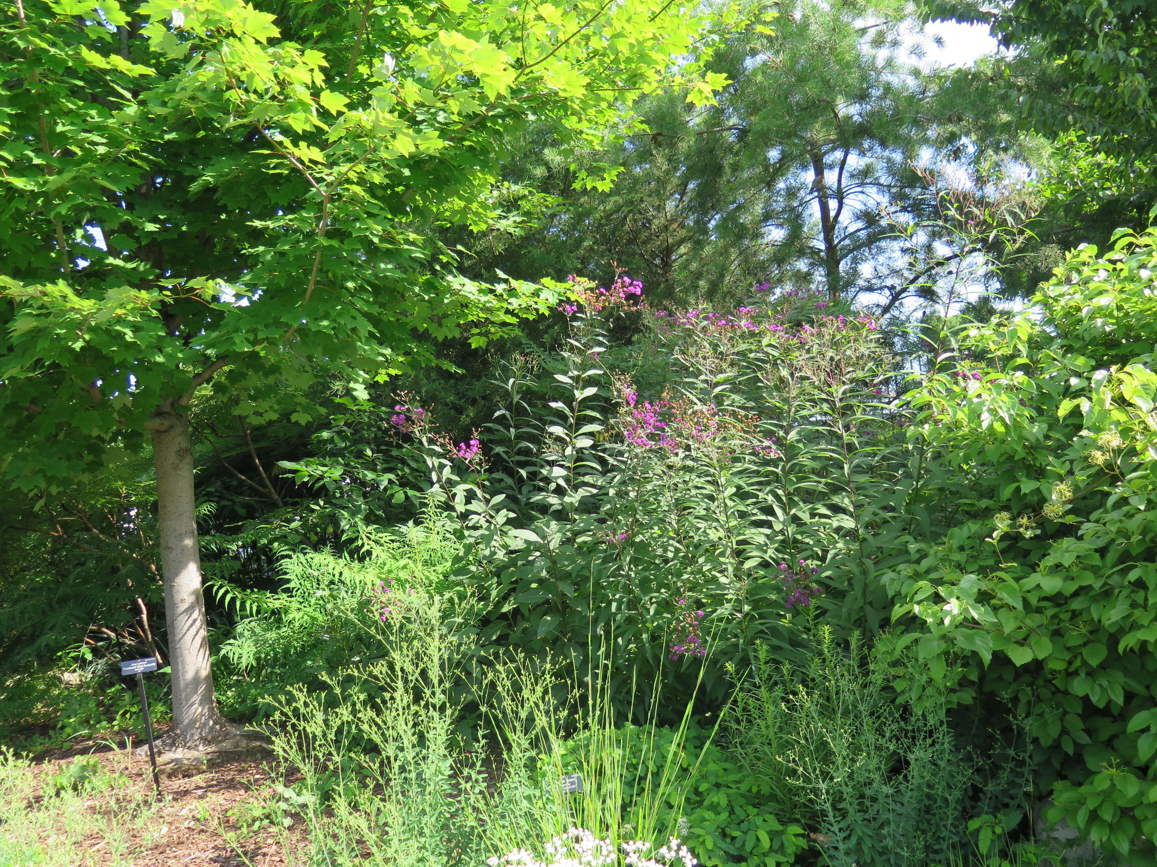 Image de Vernonia glauca (L.) Willd.