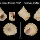 Image of Modulus lindae Petuch 1987