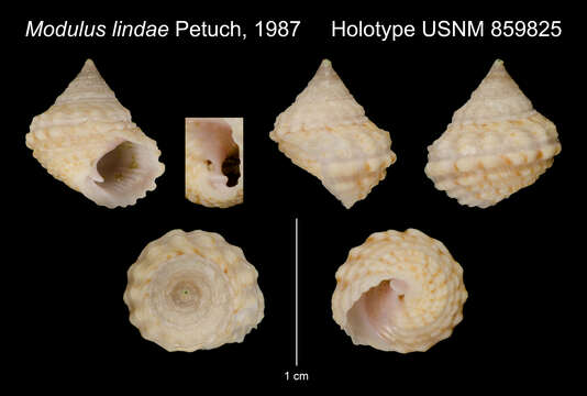 Modulus lindae Petuch 1987的圖片