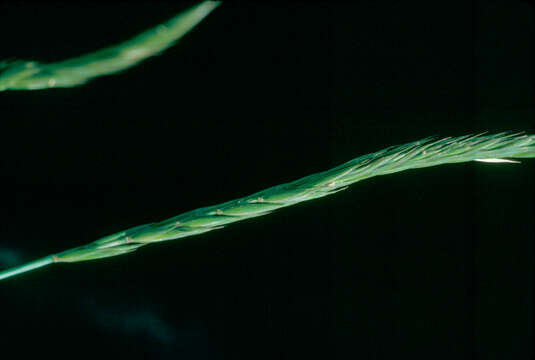 Image of Elymus trachycaulus subsp. trachycaulus