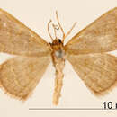 Image of <i>Calyptocome pappasaria</i> Dyar