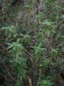 Image of Oahu Mirrorplant