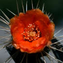 Image of Opuntia rubescens Salm-Dyck ex DC.