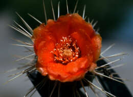 Image of Opuntia rubescens Salm-Dyck ex DC.