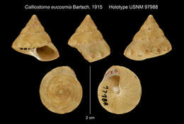 Image of Calliostoma ornatum (Lamarck 1822)