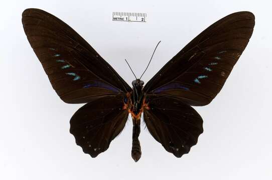 Image of Palawan Birdwing