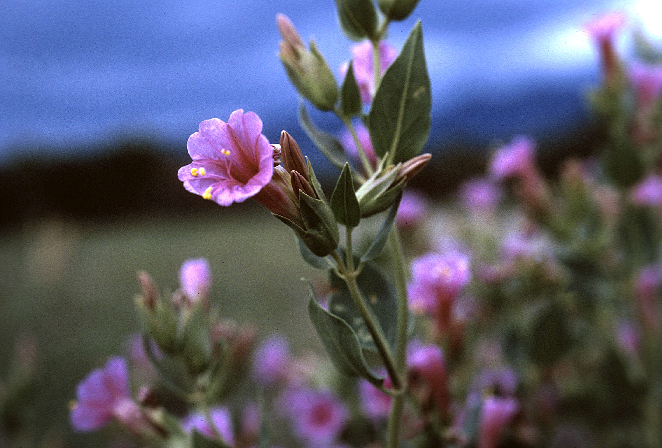 Image of Colorado four o'clock