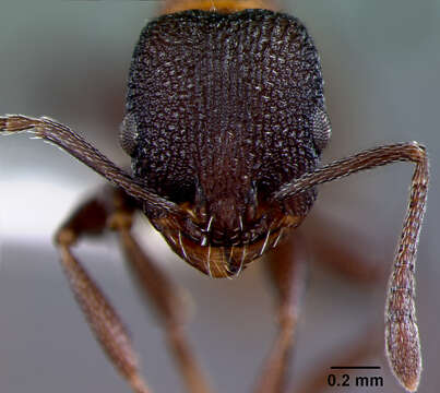 Image de Leptothorax ocarinae Baroni Urbani 1978