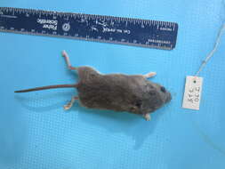 Image of White-footed Deermouse