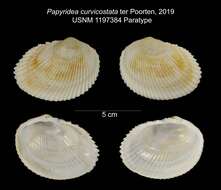 Image of Papyridea curvicostata ter Poorten 2019