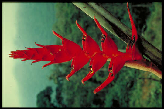 صورة Heliconia bella W. J. Kress