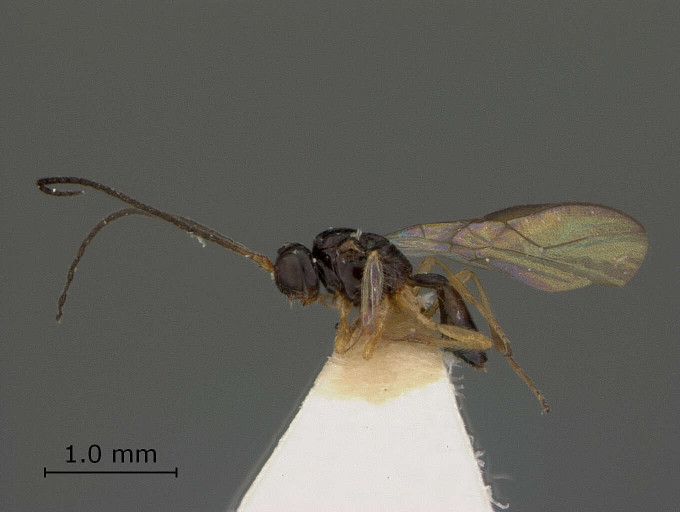 Image of Opius anthriscoidis Fischer 1966