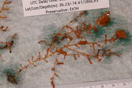 صورة Platyctenidae