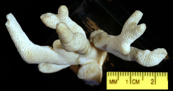 Image of pore coral