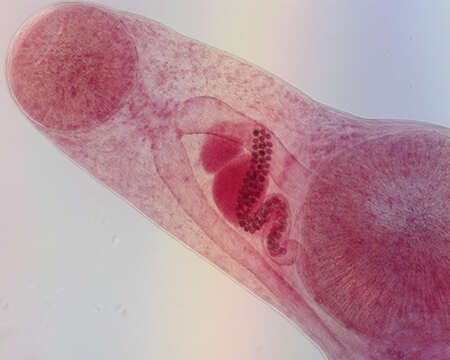 Image of Gorgoderina multilobata Ingles & Langston