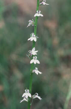 Image of Pale-Spike Lobelia