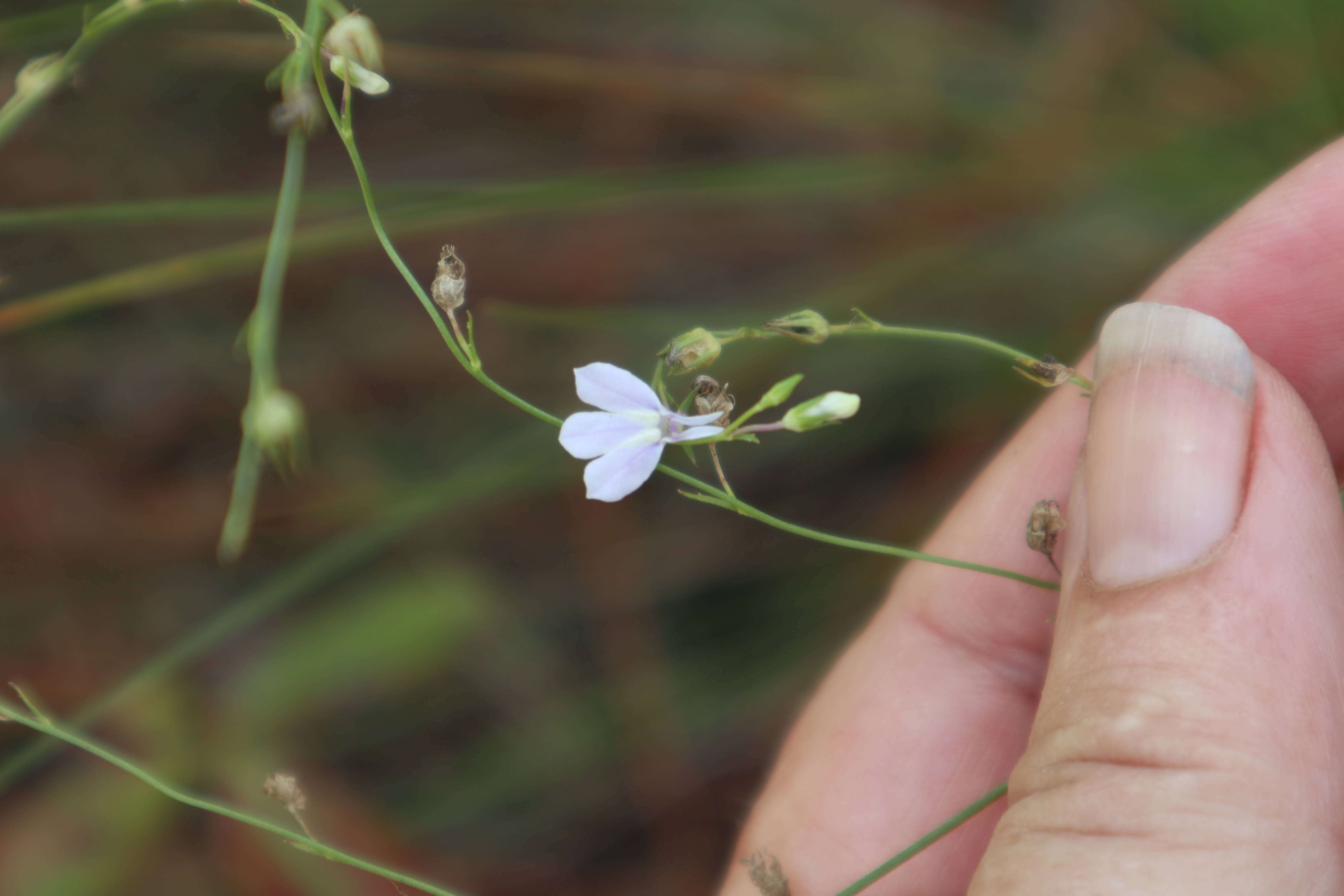 Image de Lobelia nuttallii Schult.