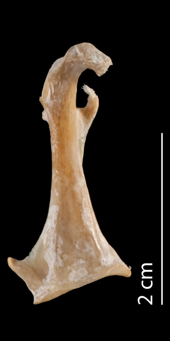 Image of Ibidorhynchidae